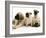 Fawn Pug Pups with Fawn English Mastiff Puppies-Jane Burton-Framed Photographic Print