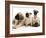 Fawn Pug Pups with Fawn English Mastiff Puppies-Jane Burton-Framed Photographic Print