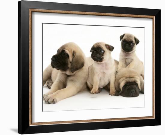 Fawn Pug Pups with Fawn English Mastiff Puppies-Jane Burton-Framed Photographic Print