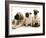 Fawn Pug Pups with Fawn English Mastiff Puppies-Jane Burton-Framed Photographic Print