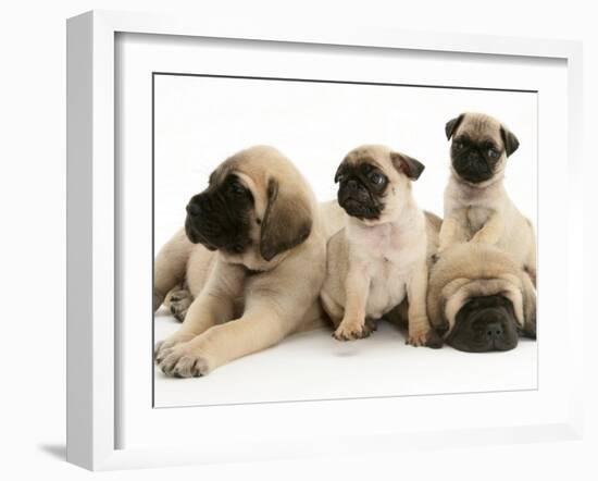 Fawn Pug Pups with Fawn English Mastiff Puppies-Jane Burton-Framed Photographic Print