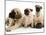 Fawn Pug Pups with Fawn English Mastiff Puppies-Jane Burton-Mounted Photographic Print
