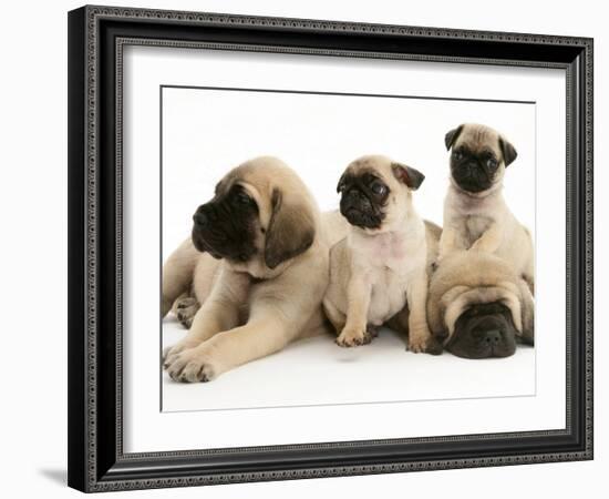 Fawn Pug Pups with Fawn English Mastiff Puppies-Jane Burton-Framed Photographic Print