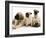 Fawn Pug Pups with Fawn English Mastiff Puppies-Jane Burton-Framed Photographic Print