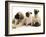 Fawn Pug Pups with Fawn English Mastiff Puppies-Jane Burton-Framed Photographic Print