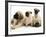 Fawn Pug Pups with Fawn English Mastiff Puppies-Jane Burton-Framed Photographic Print