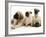 Fawn Pug Pups with Fawn English Mastiff Puppies-Jane Burton-Framed Photographic Print