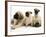 Fawn Pug Pups with Fawn English Mastiff Puppies-Jane Burton-Framed Photographic Print