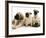 Fawn Pug Pups with Fawn English Mastiff Puppies-Jane Burton-Framed Photographic Print