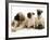 Fawn Pug Pups with Fawn English Mastiff Puppies-Jane Burton-Framed Photographic Print