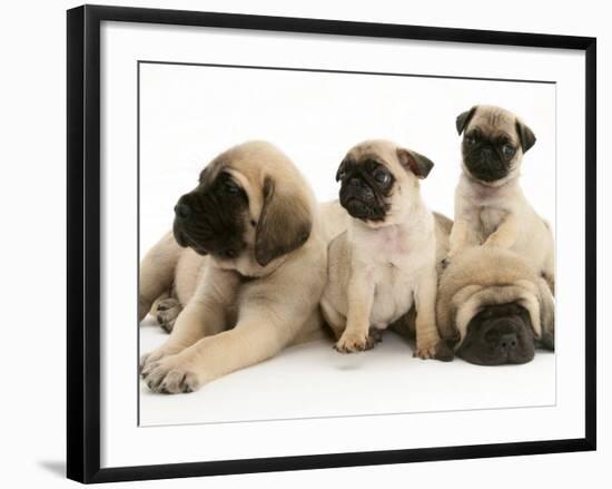 Fawn Pug Pups with Fawn English Mastiff Puppies-Jane Burton-Framed Photographic Print