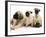 Fawn Pug Pups with Fawn English Mastiff Puppies-Jane Burton-Framed Photographic Print