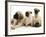 Fawn Pug Pups with Fawn English Mastiff Puppies-Jane Burton-Framed Photographic Print