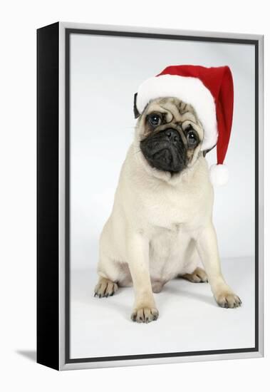 Fawn Pug Wearing Christmas Hat-null-Framed Premier Image Canvas