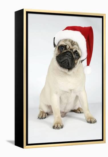 Fawn Pug Wearing Christmas Hat-null-Framed Premier Image Canvas