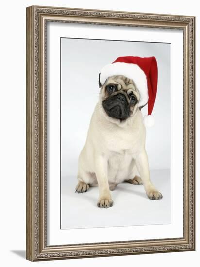 Fawn Pug Wearing Christmas Hat-null-Framed Photographic Print