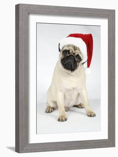 Fawn Pug Wearing Christmas Hat-null-Framed Photographic Print