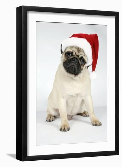 Fawn Pug Wearing Christmas Hat-null-Framed Photographic Print