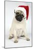 Fawn Pug Wearing Christmas Hat-null-Mounted Photographic Print