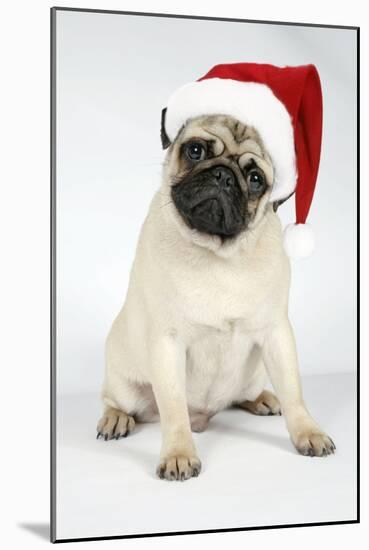 Fawn Pug Wearing Christmas Hat-null-Mounted Photographic Print