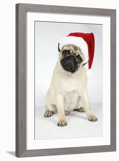 Fawn Pug Wearing Christmas Hat-null-Framed Photographic Print