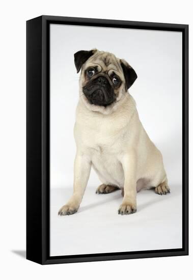 Fawn Pug-null-Framed Premier Image Canvas