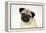 Fawn Pug-null-Framed Premier Image Canvas