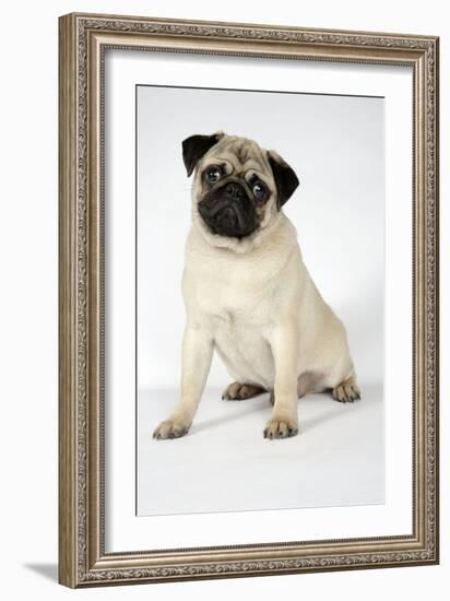 Fawn Pug-null-Framed Photographic Print