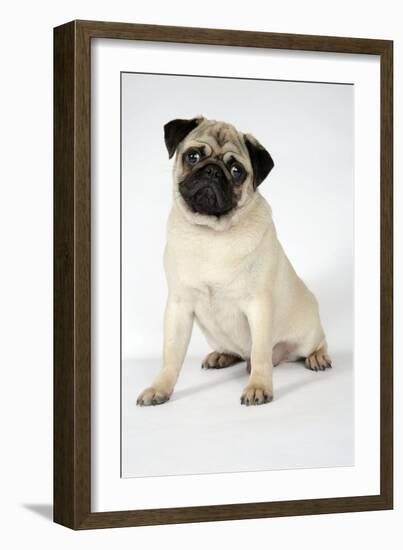 Fawn Pug-null-Framed Photographic Print