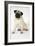 Fawn Pug-null-Framed Photographic Print