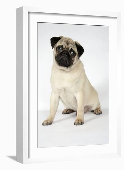 Fawn Pug-null-Framed Photographic Print