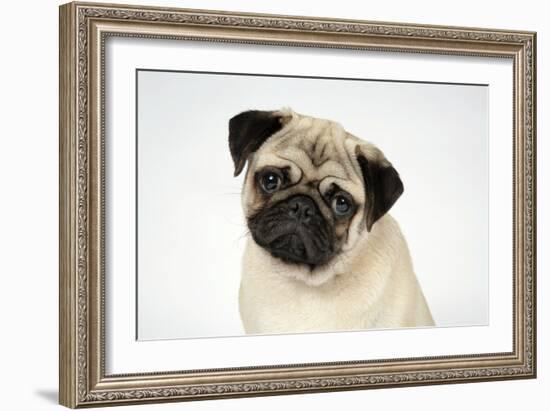 Fawn Pug-null-Framed Photographic Print