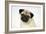 Fawn Pug-null-Framed Photographic Print