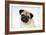 Fawn Pug-null-Framed Photographic Print