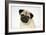 Fawn Pug-null-Framed Photographic Print