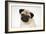 Fawn Pug-null-Framed Photographic Print