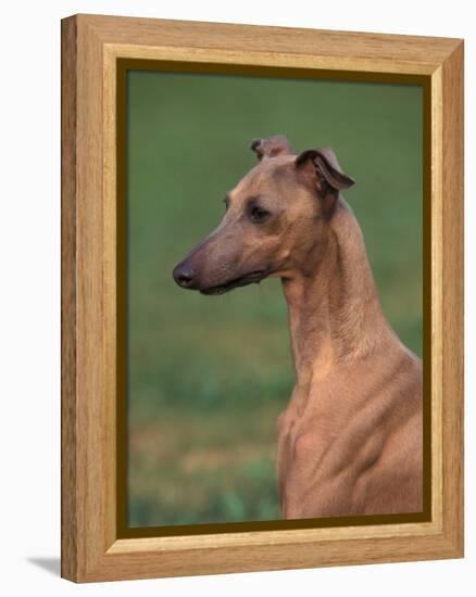 Fawn Whippet Looking Down-Adriano Bacchella-Framed Premier Image Canvas