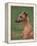 Fawn Whippet Looking Down-Adriano Bacchella-Framed Premier Image Canvas