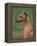 Fawn Whippet Looking Down-Adriano Bacchella-Framed Premier Image Canvas