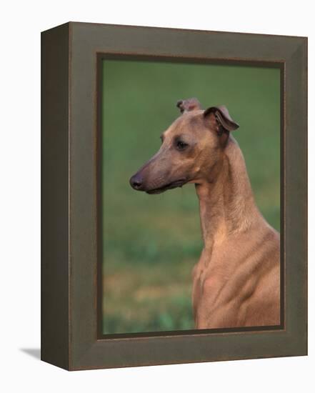 Fawn Whippet Looking Down-Adriano Bacchella-Framed Premier Image Canvas