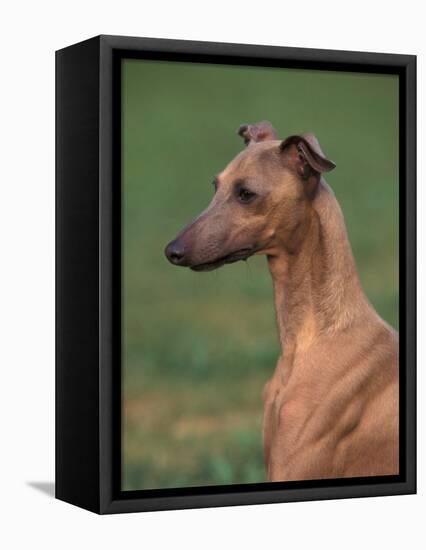 Fawn Whippet Looking Down-Adriano Bacchella-Framed Premier Image Canvas