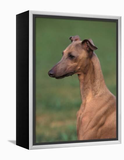 Fawn Whippet Looking Down-Adriano Bacchella-Framed Premier Image Canvas