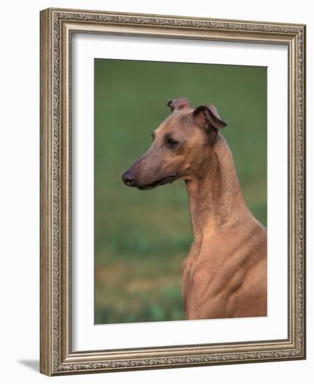 Fawn Whippet Looking Down-Adriano Bacchella-Framed Photographic Print