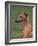 Fawn Whippet Looking Down-Adriano Bacchella-Framed Photographic Print