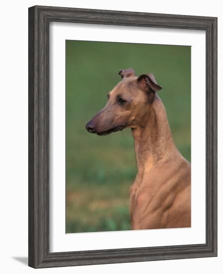 Fawn Whippet Looking Down-Adriano Bacchella-Framed Photographic Print