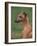 Fawn Whippet Looking Down-Adriano Bacchella-Framed Photographic Print