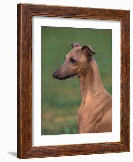 Fawn Whippet Looking Down-Adriano Bacchella-Framed Photographic Print