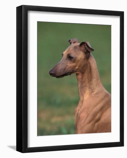 Fawn Whippet Looking Down-Adriano Bacchella-Framed Photographic Print