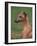 Fawn Whippet Looking Down-Adriano Bacchella-Framed Photographic Print