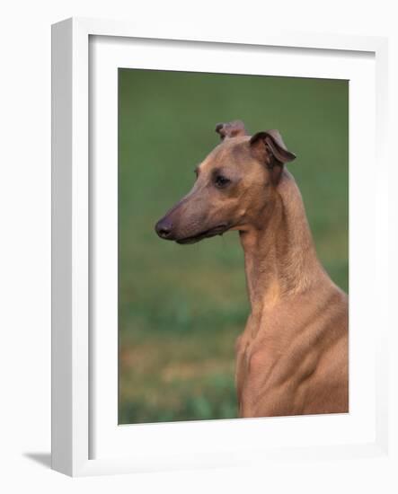 Fawn Whippet Looking Down-Adriano Bacchella-Framed Photographic Print